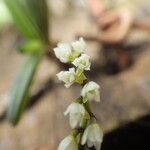 Bolusiella iridifolia Kwiat