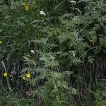 Achillea macrophylla Feuille