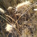 Cynosurus echinatus Mbuma