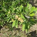 Pyrus spinosa Fruit