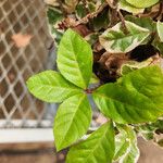 Ardisia japonica Φύλλο