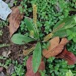 Plantago virginica Blatt