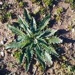 Plantago serraria Hoja