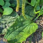 Plantago majorHoja