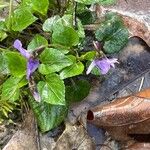 Viola reichenbachiana Агульны выгляд