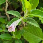 Barleria volkensii Flower