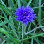 Centaurea cyanusফুল