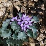 Physoplexis comosa 花