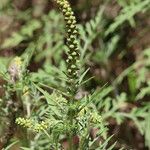 Ambrosia tenuifolia Flor