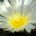 Astrophytum myriostigma Blomma