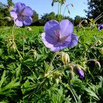 Geranium pratense 整株植物