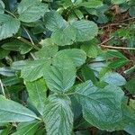 Rubus foliosus Hoja