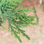 × Hesperotropsis leylandii Leaf