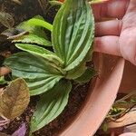 Calanthe triplicata Leaf