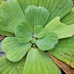 Pistia stratiotes 葉