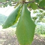 Terminalia catappa Leaf