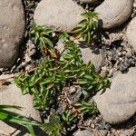Ludwigia palustris Leaf