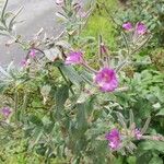 Epilobium hirsutumFlors