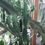 Euphorbia lactea Habitatea