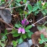 Polygala vulgaris花