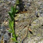 Polygala alpestris Blüte