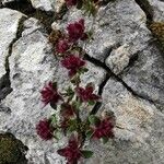 Saxifraga biflora Flower
