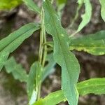 Solidago caesia Лист