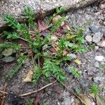 Cardamine parviflora 葉
