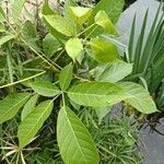 Tabebuia rosea Leaf