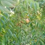 Juglans nigra Mbuma