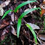 Liparis stenophylla Leaf