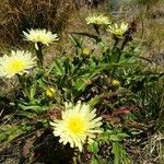 Hieracium berardianum Λουλούδι