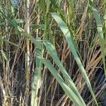 Arundo donax Φύλλο