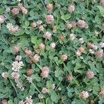 Trifolium fragiferum Συνήθη χαρακτηριστικά