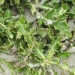 Cirsium acaulon 葉