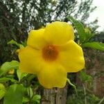 Allamanda catharticaফুল