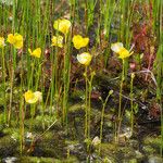 Utricularia intermedia Habitus