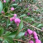 Syzygium smithii Hedelmä