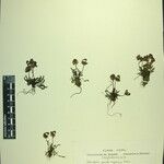 Pedicularis pseudoregeliana