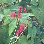 Persicaria orientalisFloare