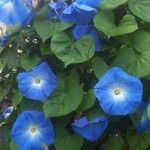 Ipomoea tricolor Elinympäristö