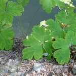 Aquilegia atrata Leaf