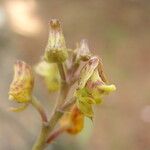 Polystachya nyanzensis Flower