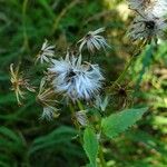 Senecio triangularisКвітка