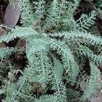 Achillea crithmifolia Лист