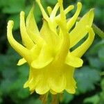 Aquilegia aurea Flower