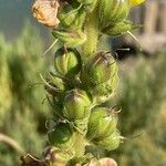 Verbascum virgatum Плод