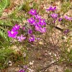 Spergularia purpurea Blüte