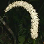 Chamaelirium luteum Fiore