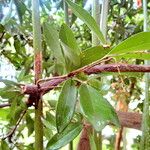 Bonellia macrocarpa 葉